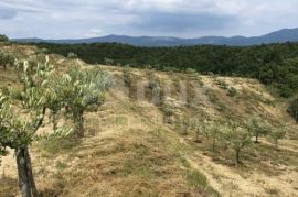 ISTRA, DRAGUĆ - Impozantni maslinik s ruševnim objektom, Cerovlje, Land