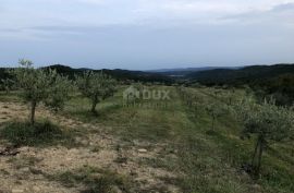 ISTRA, DRAGUĆ - Impozantni maslinik s ruševnim objektom, Cerovlje, Land