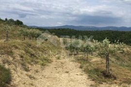 ISTRA, DRAGUĆ - Impozantni maslinik s ruševnim objektom, Cerovlje, Land