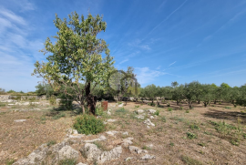 Poljoprivredno zemljište, Bogdanovići-Jadrija, Šibenik - Okolica, Γη