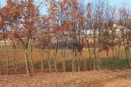 Okolica Pazina, građevinsko zemljište gospodarska zona, Pazin - Okolica, Arazi