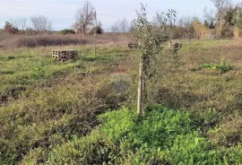 Istra,poljoprivredno zemljište u blizini Umaga i mora, Umag, Zemljište