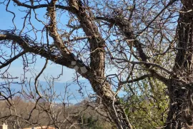 Starina za adaptaciju, Vinodolska Općina, Haus