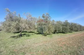 ISTRA, GALIŽANA Poljoprivredno zemljište na rubu urbanizacije, Vodnjan, Terrain