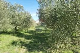 ISTRA, GALIŽANA Poljoprivredno zemljište na rubu urbanizacije, Vodnjan, Terrain