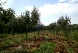 Istra, okolica Fažane, uređeni maslinik u prirodi, 4340 m2, Fažana, Land