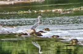 Gorski Kotar / Severin na Kupi - turizam u netaknutoj prirodi, Vrbovsko, بيت