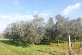 Istra, Novigrad - Poljoprivredno zemljište sa legaliziranim objektom, Novigrad, Γη