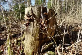 Lučice, Delnice - atraktivan teren za gradnju obiteljskih kuća, vikendica, 6.919 m2, Delnice, Zemljište