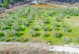 Buje, predivno građevinsko zemljište 995 m2 sa maslinama na rubu naselja, Buje, Terreno