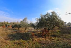 Barban, okolica, građevinsko zemljište na dobroj lokaciji, Barban, Terrain