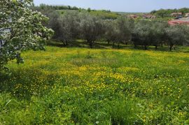 Istra, Investicijska Prilika: Građevinske Parcele u Centru Vižinade, Vižinada, Terreno