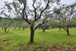 Maslinik sa 76 starih maslina!, Marčana, Land