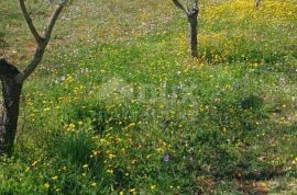 ISTRA, VODNJAN - Građevinsko zemljište u okolici Vodnjana sa potencijalom za više nekretnina!, Marčana, Terreno