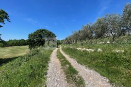 Istra okolica Barbana vrhunsko građevinsko zemljište 6700 m2!, Barban, Terreno