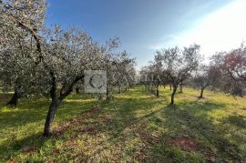 Istra predivan maslinik blizina Novigrada!, Novigrad, Land