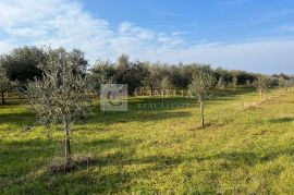 Istra predivan maslinik blizina Novigrada!, Novigrad, Land