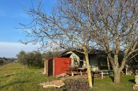 Istra predivan maslinik blizina Novigrada!, Novigrad, Land