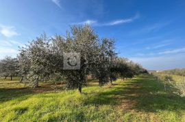 Istra predivan maslinik blizina Novigrada!, Novigrad, Land