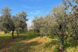 Istra predivan maslinik blizina Novigrada!, Novigrad, Land