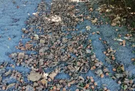 Titulo, Subotica, Terra