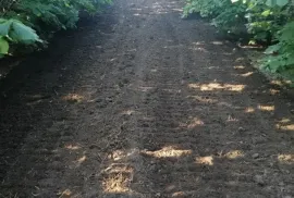 Titulo, Subotica, Terra