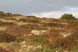 Poljoprivredno zemljište, Vir, 6800 m2 POVOLJNO!  (ID-365), Vir, Land