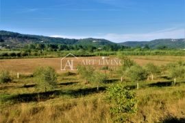 Buje-okolica, lijepo poljoprivredno zemljište 5100 m2, Buje, Земля