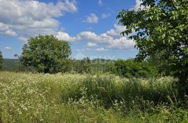 ISTRA, TINJAN - Građevinsko zemljište pogodno za naselje od 6 vila, Tinjan, Terrain