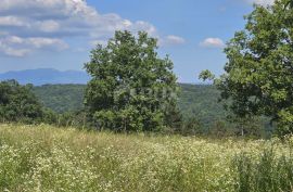 ISTRA, TINJAN - Građevinsko zemljište površine 1187 m2, Tinjan, Terreno