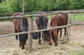 Savršena investicija za ljude koje spaja biznis i priroda, Mladenovac, Poslovni prostor