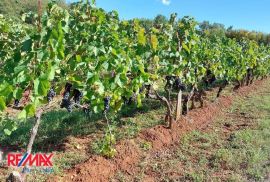 ISTRA, ŠAJINI, POLJOPRIVREDNO ZEMLJIŠTE SA VINOGRADOM, Barban, Arazi