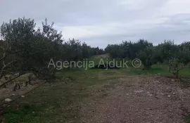 Brač Donji Humac 10630 m2 sa objektom, Nerežišća, Terrain