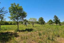 Poljoprivredno zemljište Vodnjan, Vodnjan, Land