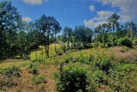 ISTRA, ŽMINJ - Prostrano građevinsko zemljište u mirnom naselju, Žminj, Land