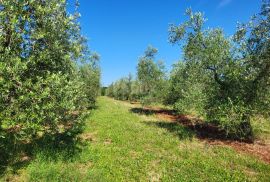 ISTRA, NOVIGRAD - Prostrani maslinik s 300 maslina i gospodarskim objektom, Novigrad, Land