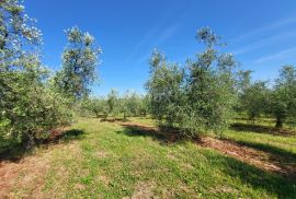 ISTRA, NOVIGRAD - Prostrani maslinik s 300 maslina i gospodarskim objektom, Novigrad, Land