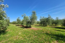 ISTRA, NOVIGRAD - Prostrani maslinik s 300 maslina i gospodarskim objektom, Novigrad, Land