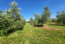 ISTRA, NOVIGRAD - Prostrani maslinik s 300 maslina i gospodarskim objektom, Novigrad, Land