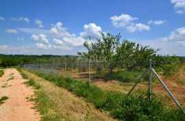 ISTRA, NOVIGRAD - Prostrani maslinik s 300 maslina i gospodarskim objektom, Novigrad, Terreno