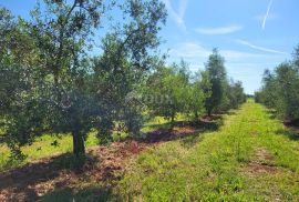 ISTRA, NOVIGRAD - Prostrani maslinik s 300 maslina i gospodarskim objektom, Novigrad, Land