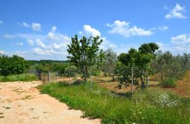 ISTRA, NOVIGRAD - Prostrani maslinik s 300 maslina i gospodarskim objektom, Novigrad, Land