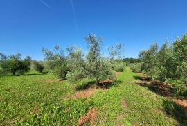 ISTRA, NOVIGRAD - Prostrani maslinik s 300 maslina i gospodarskim objektom, Novigrad, Land