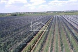 Smederevo - Carina - 4ha ID#21629, Smederevo, Land