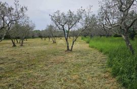 ISTRA, FAŽANA - Predivan maslinik s istarskim kažunom 3.170 m2, Fažana, Terreno