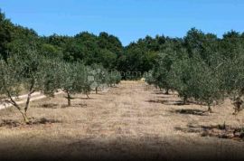 Kuća na imanju površine 14000m2, Ližnjan, Ev