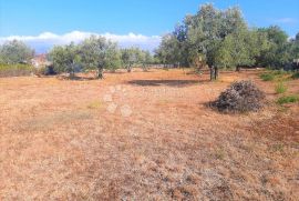 PREDIVNO POLJOPRIVREDNO ZEMLJIŠTE SA POGLEDOM NA BRIJUNE, Fažana, Земля