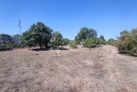 Prekrasno poljoprivredno zemljište u Fažani, Fažana, Land