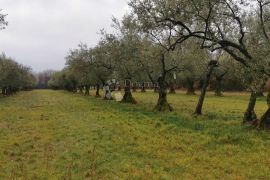 Poljoprivredna zemljišta u Lovrečici u prvom redu do urbanizacije, Umag, Terrain