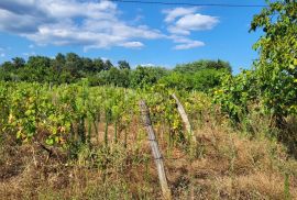 ISTRA, BARBAN - Zemljište s projektom zadnje u građevinskoj zoni, Barban, Terreno